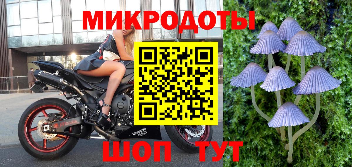 Псилоцибиновые грибы Psilocybe Ахтубинск